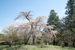 昭和記念公園【こもれびの池：枝垂れ桜】②20230329