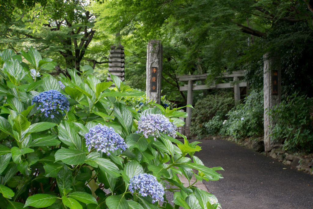 浄慶寺【山門と紫陽花】20180616