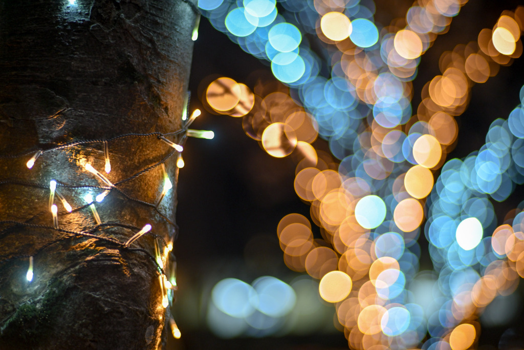 スキップ広場【Carl_Zeiss_85mm_f1.4】②20241217
