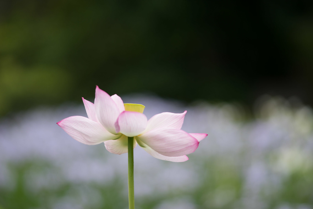 大船フラワーセンター【蓮の花】①20180707