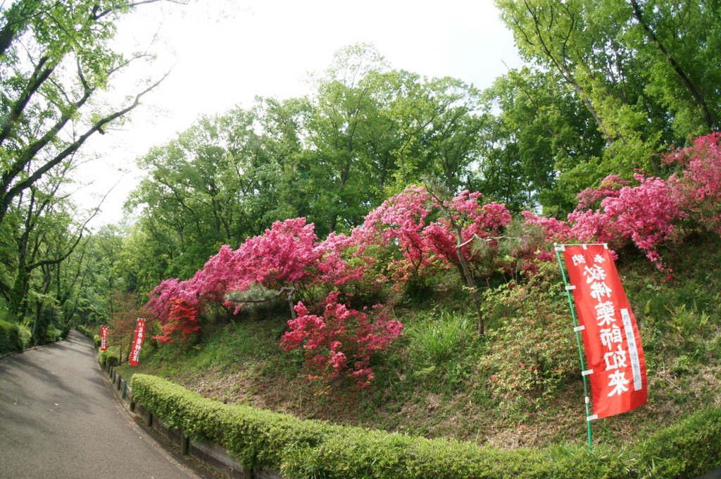 【薬師池公園の自然ツツジ】①20140503