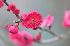 【鹿児島紅】20140211