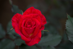 【花菜ガーデン(薔薇：煌)】20161010