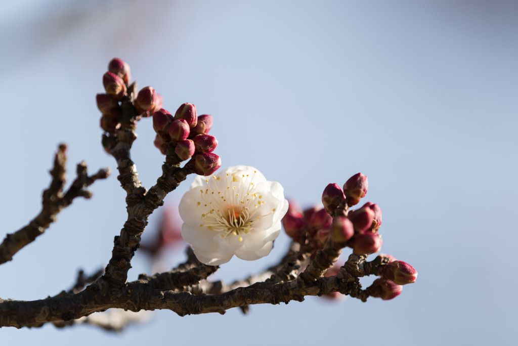 小田原フラワーガーデン【梅：八重野梅】20180107