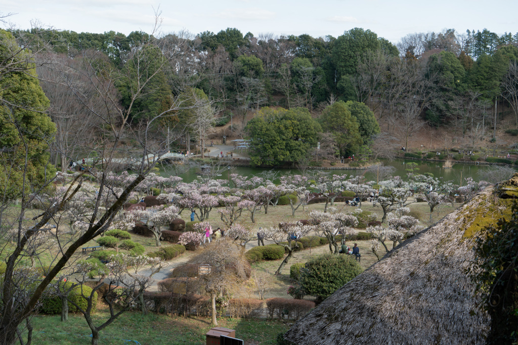 薬師池公園【薬師池と梅】①20210306