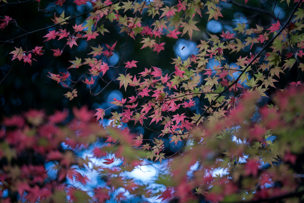 【薬師池公園(紅葉)】⑥20151121