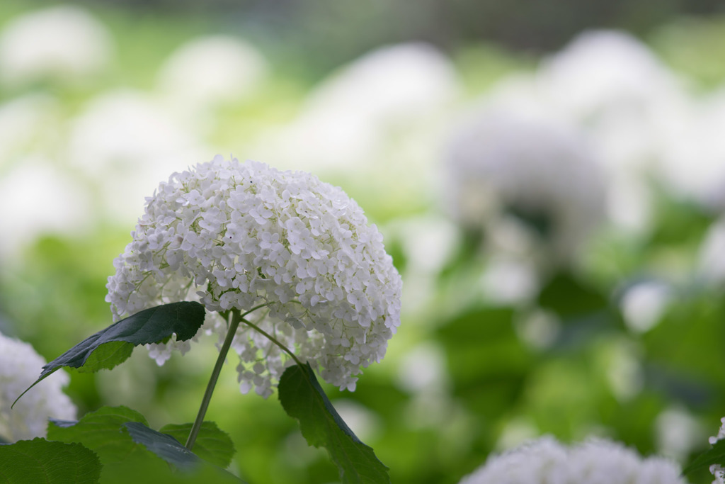 相模原北公園【紫陽花：アナベル】③20180617