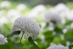 相模原北公園【紫陽花：アナベル】③20180617