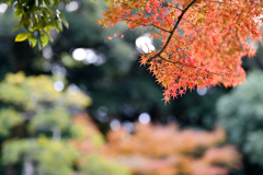 小石川後楽園【舟着付近の紅葉】⑥20241202