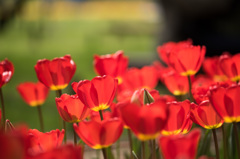 【昭和記念公園(オックスフォード)】②20150418