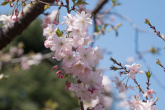 新宿御苑【桜：十月桜】③20180325