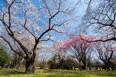 昭和記念公園【桜の園の眺め】⑤20200326