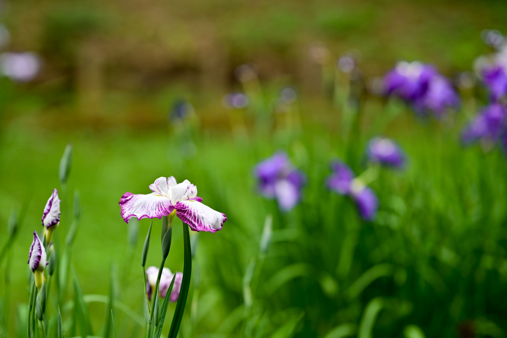 明治神宮御苑【花菖蒲：立田川】20240613