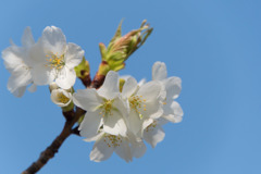 【テリタビーズ公園の大島桜】②20180325