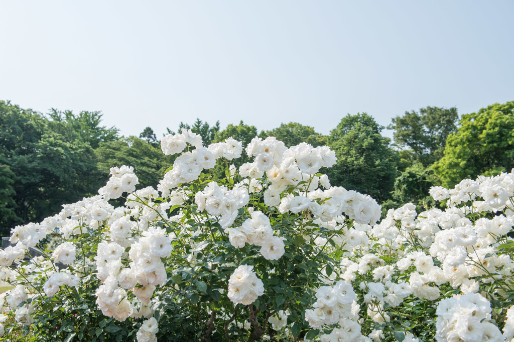 【神代植物公園(アイスバーグ)】20160521