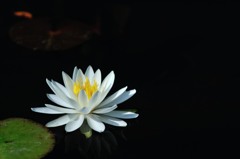 【睡蓮】②20140601