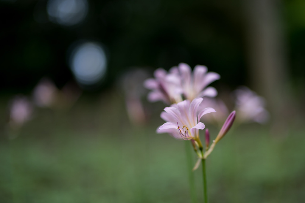 昭和記念公園【ナツズイセン】20190720
