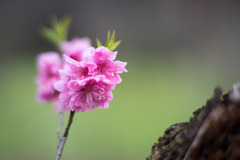 早春の神代植物公園【ピンク色のハナモモ】⑤20200315