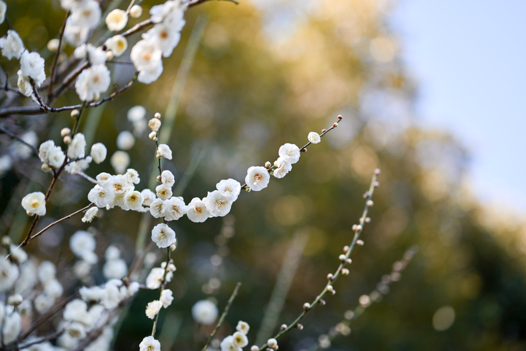 大船フラワーセンター【早咲きの梅：八重茶青】①20260125