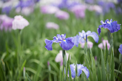 【横須賀菖蒲園(朝戸開)】20150606