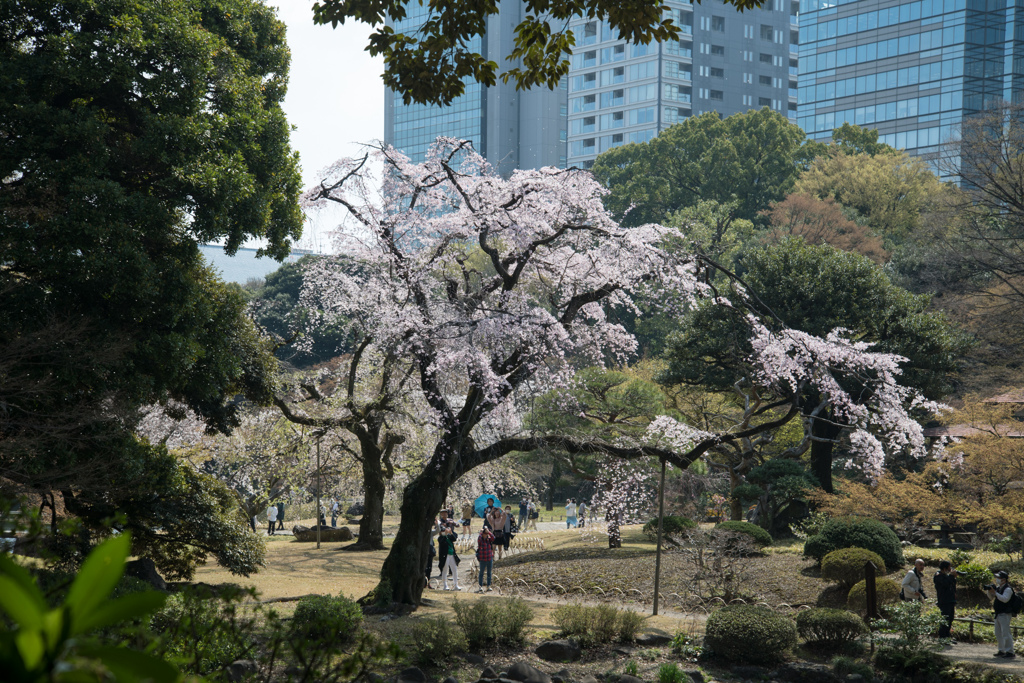 小石川後楽園【大堰川横の枝垂れ桜～この眺めが一番です】20230322