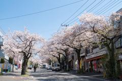 近所のサクラ【桜楽坂の桜並木】②20200402
