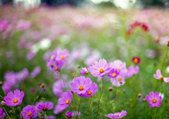 昭和記念公園【花の丘の花畑】⑥20191006