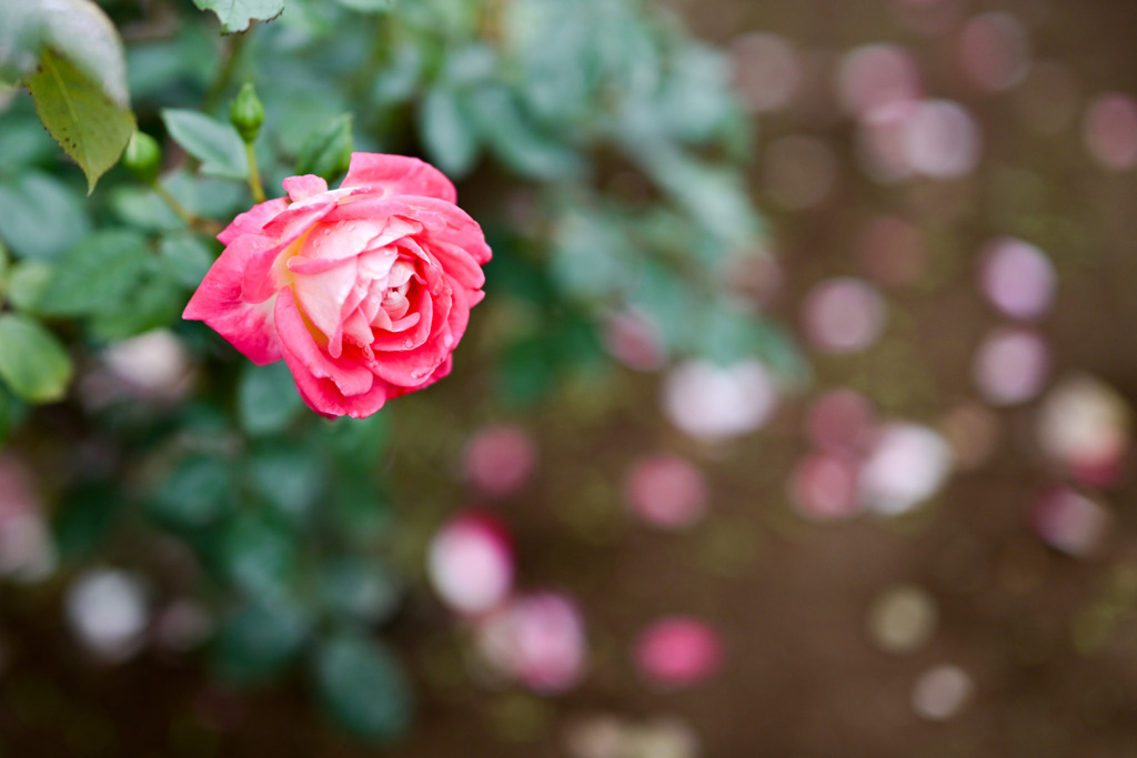 生田緑地ばら苑【秋パラ：バンブリッジ】20251023