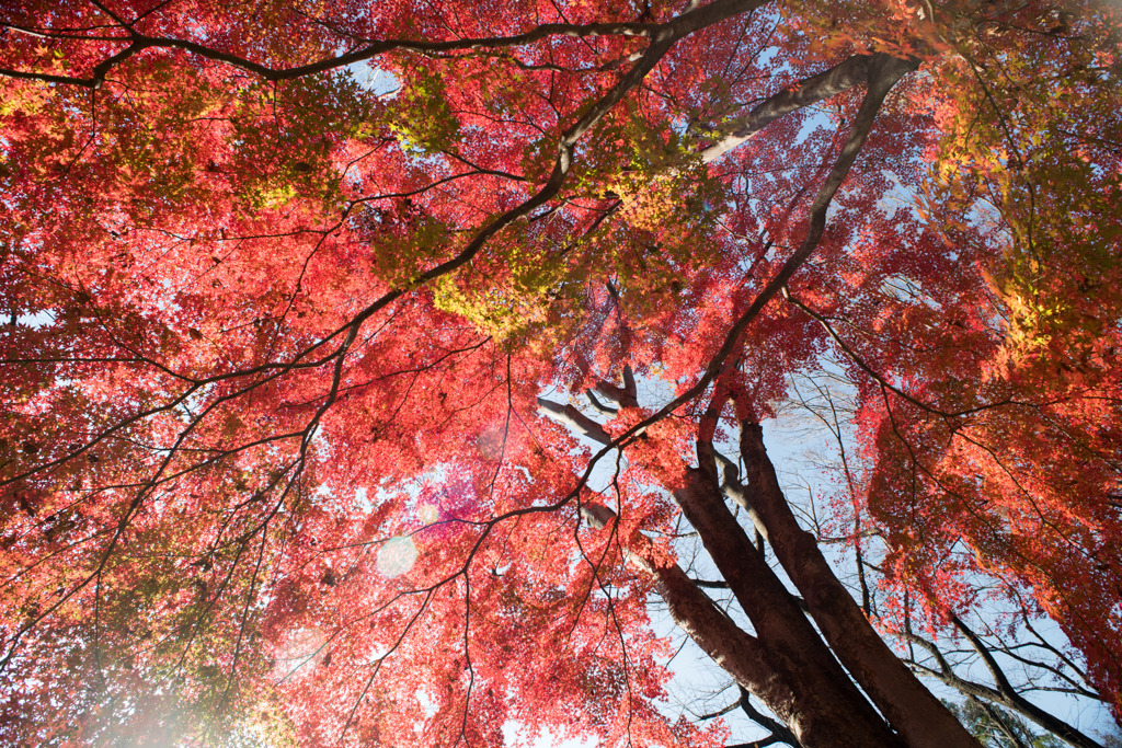 神代植物公園【自由広場付近の紅葉】④20191214