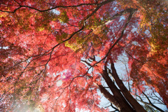 神代植物公園【自由広場付近の紅葉】④20191214