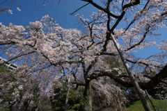 小石川後楽園【枝垂桜：小廬山脇】②20180325