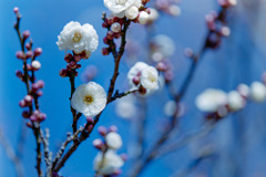 府中市郷土の森博物館【梅：白牡丹】20190202