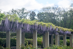 神代植物公園【藤棚(六尺藤)：遠景】①20240425