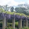 神代植物公園【藤棚(六尺藤)：遠景】①20240425