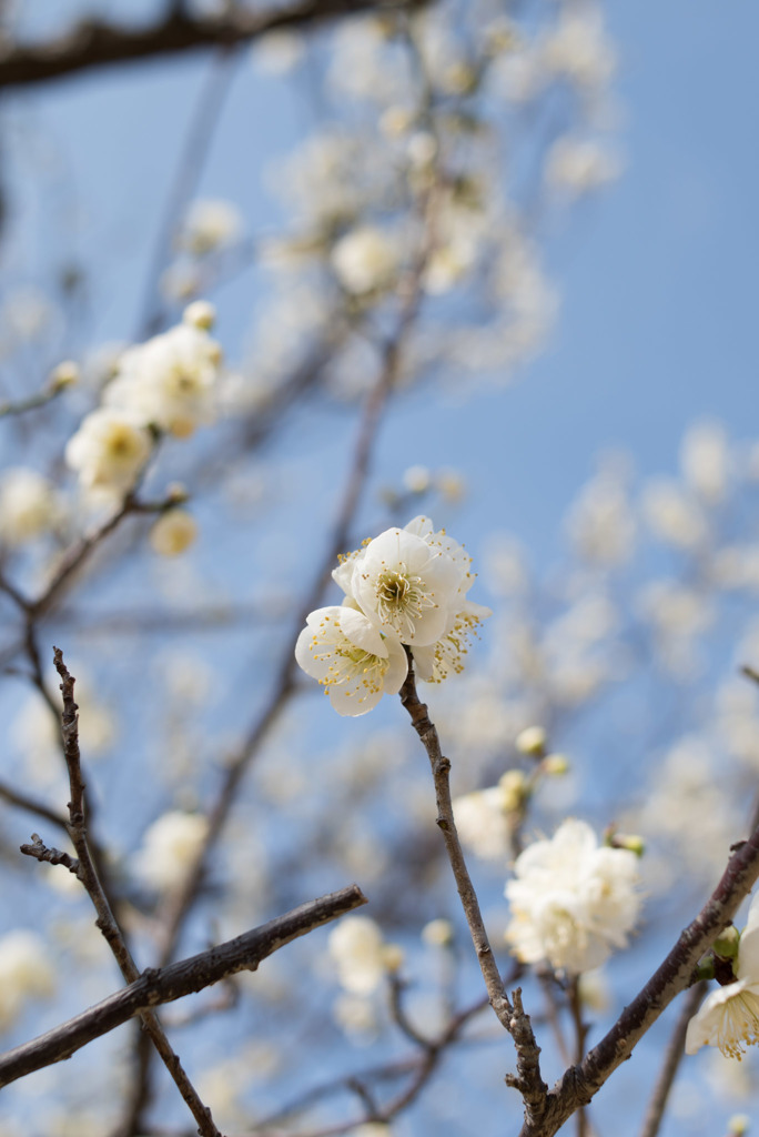 小田原FG【梅：緑萼】②20190224