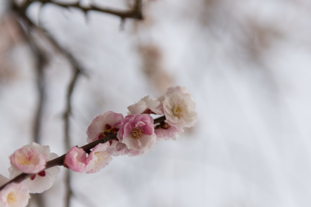 【小田原フラワーガーデン(輪違い)】20150314