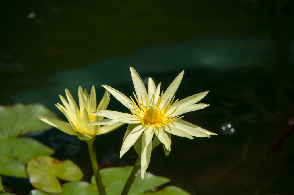 【大船植物園(熱帯睡蓮：エルダラド)】20160903