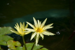 【大船植物園(熱帯睡蓮：エルダラド)】20160903
