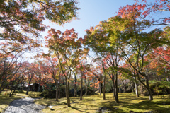 箱根美術館【苔庭の紅葉】②20211114