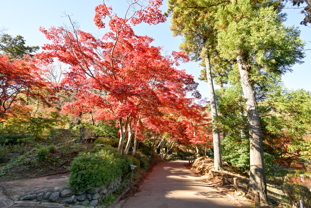 薬師池公園【薬医門への道沿いの紅葉】①20241130