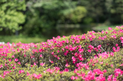 【神代植物公園(ツツジ)】⑤20150426