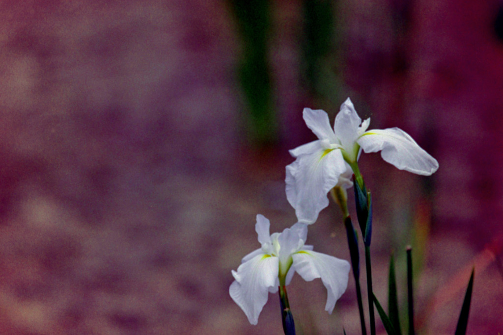 薬師池公園【花菖蒲(白系)】②20200531