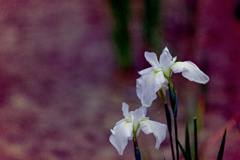 薬師池公園【花菖蒲(白系)】②20200531