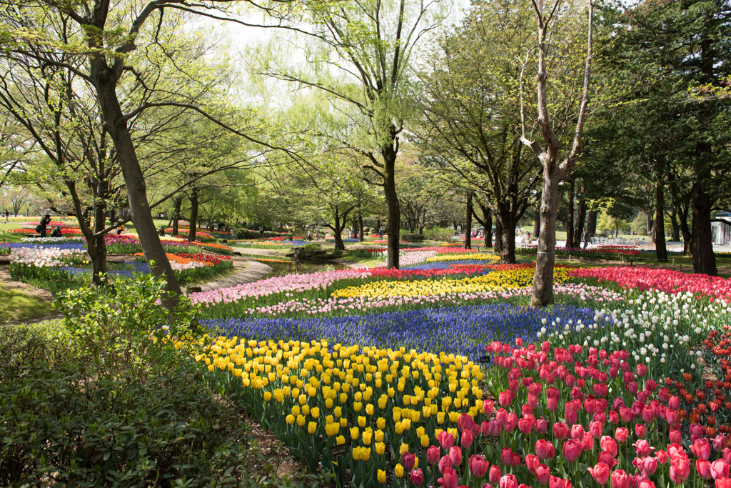 【昭和記念公園(渓流広場)】③20150418