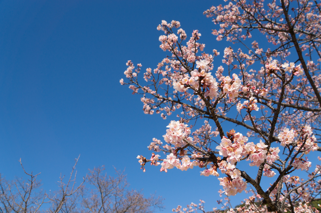 皇居東御苑【寒桜】①20170204