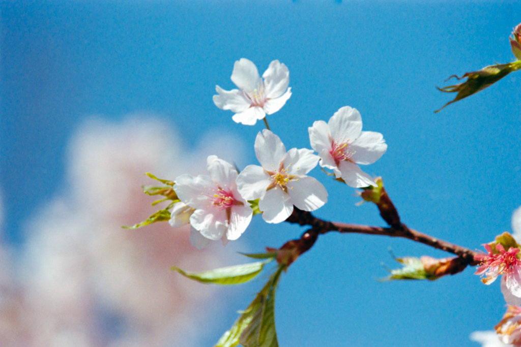 大船フラワーセンター【桜：玉縄桜のアップ】③20230308銀塩NLP