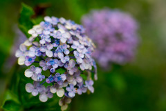 庭の花【ウズアジサイ】①20190707