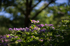 相模原北公園【紫陽花： 混種】20190616