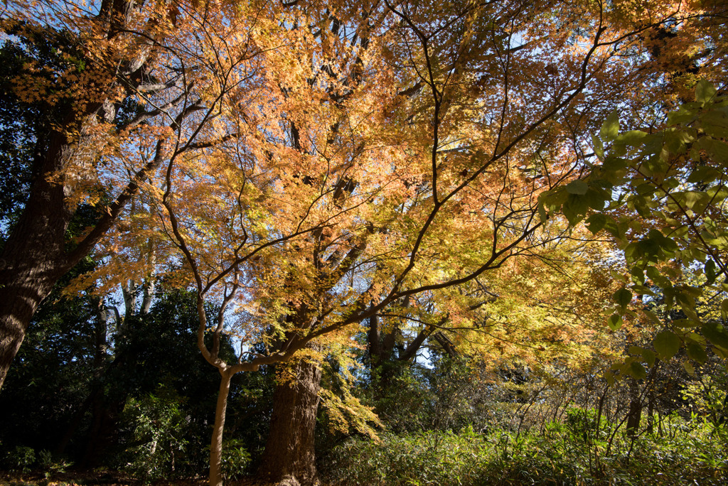 新宿御苑【西休憩所付近の紅葉】①20171209