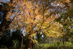 新宿御苑【西休憩所付近の紅葉】①20171209